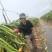 海南红心火龙果基地直供