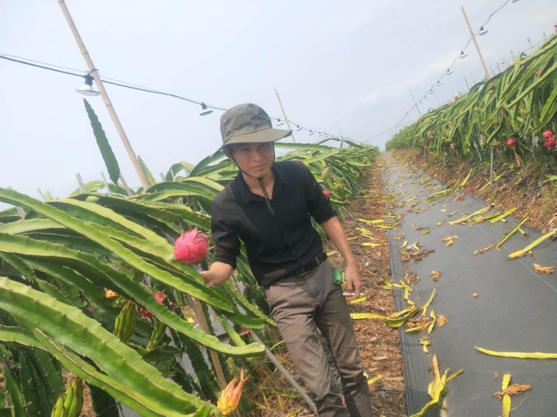 海南红心火龙果基地直供