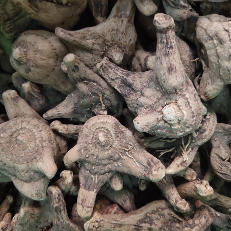白芨白芨个大统货新货促销关书药业