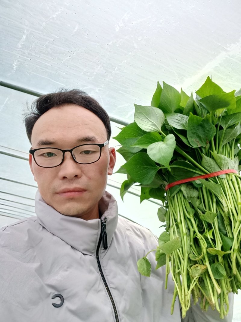 优质脱毒红薯苗