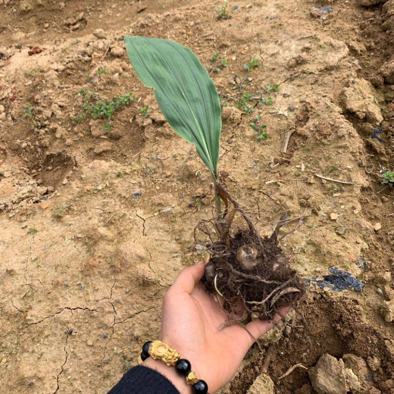 茅茨菇苗.茅茨菇中药材苗茅茨菇苗.茅茨菇中药材苗