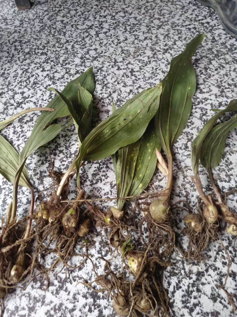 茅茨菇苗.茅茨菇中药材苗茅茨菇苗.茅茨菇中药材苗