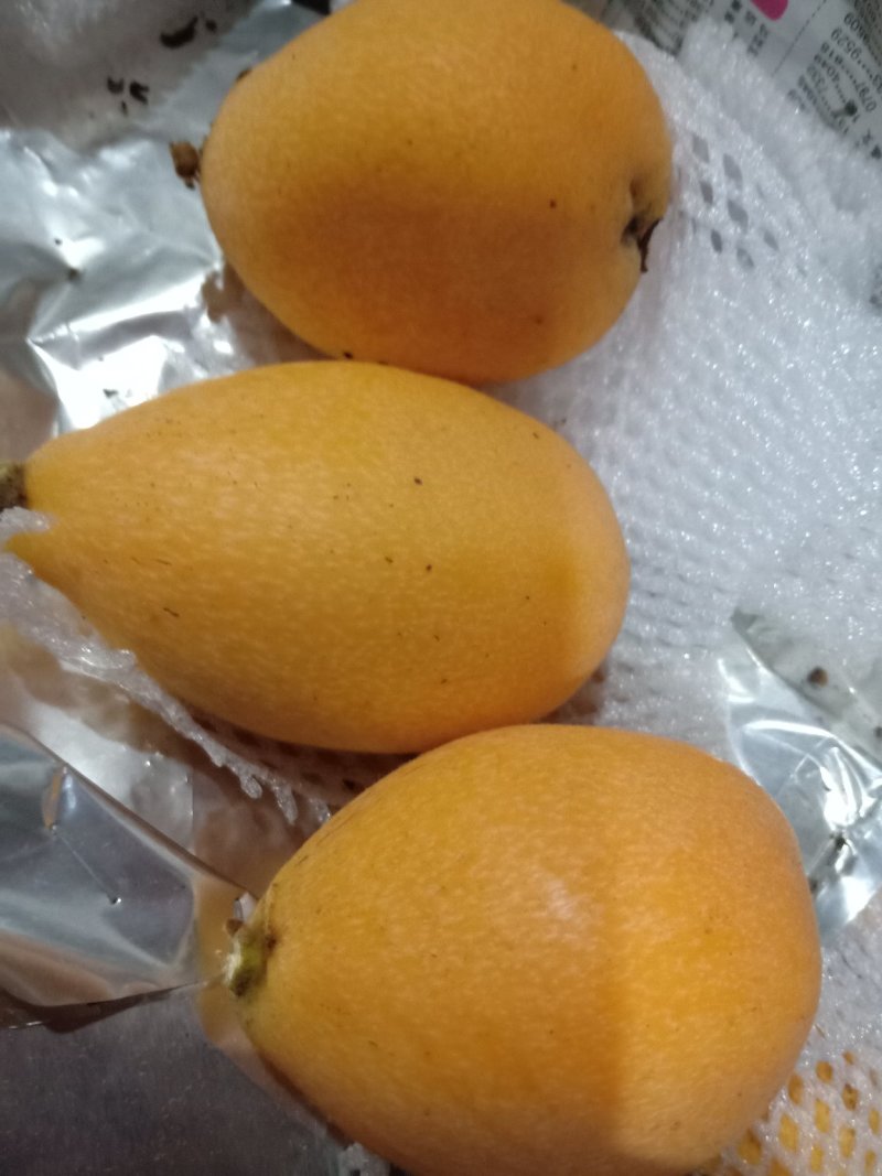 枇杷解放钟