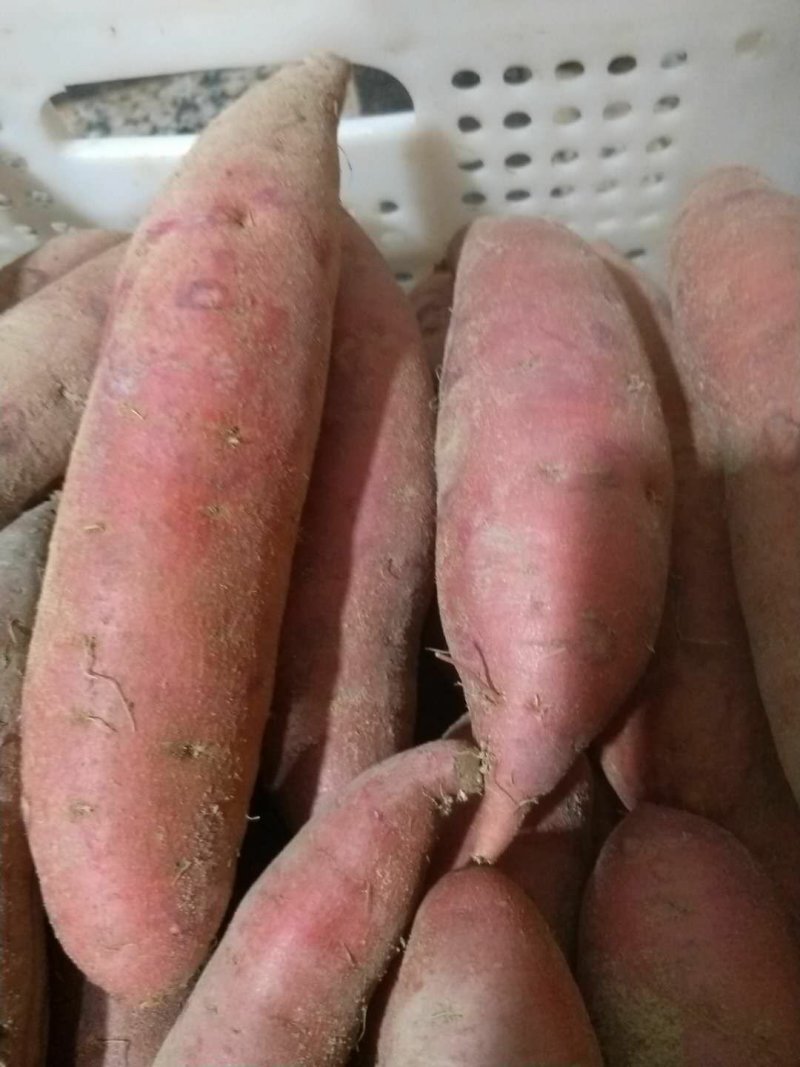 种植基地，西瓜红了.六鳌红蜜薯地瓜，量大批发。