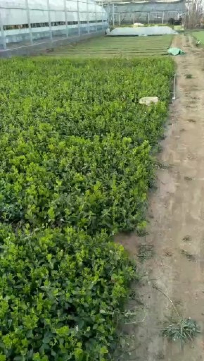 二月兰，基地直销大量有货，常年直销各种草花苗木