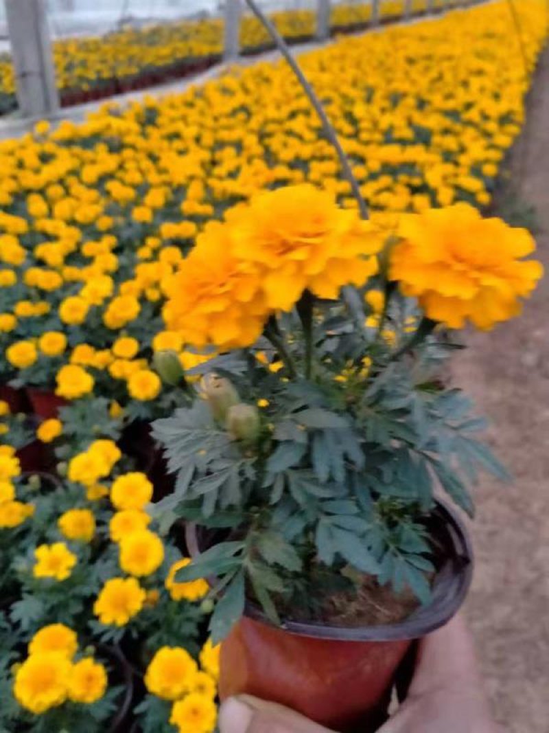 二月兰，基地直销大量有货，常年直销各种草花苗木