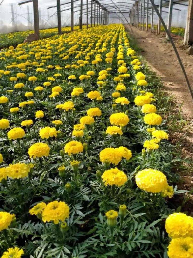 二月兰，基地直销大量有货，常年直销各种草花苗木