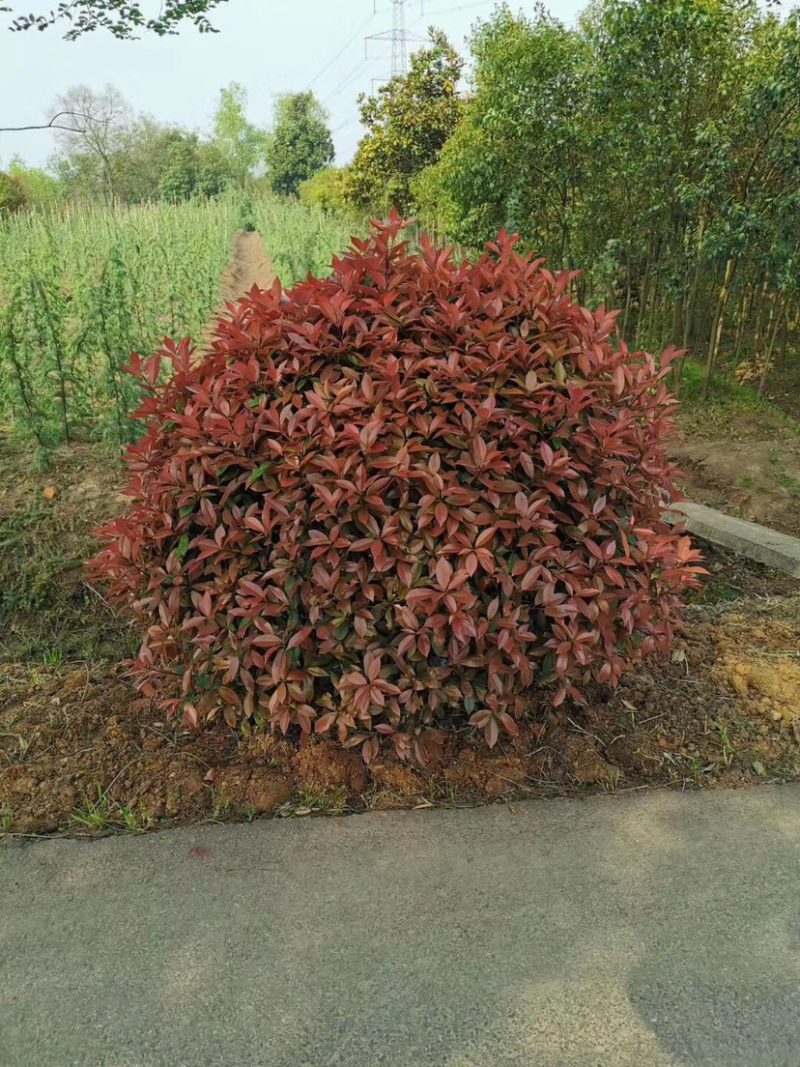 红叶石楠球