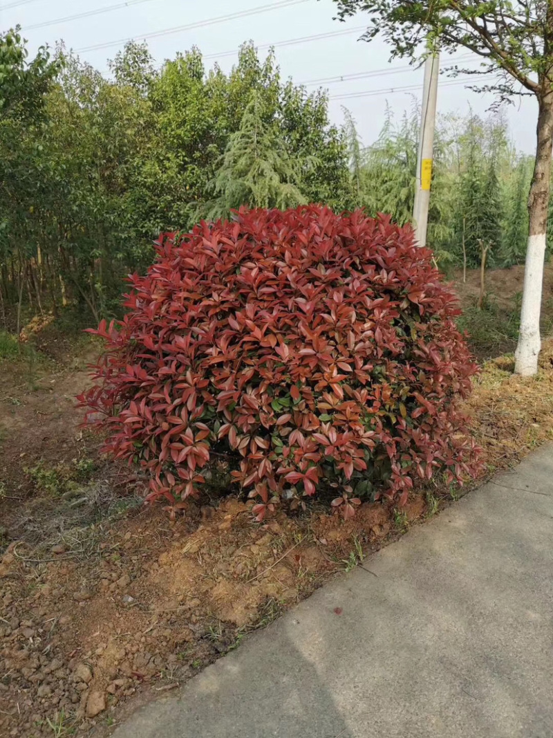 红叶石楠球