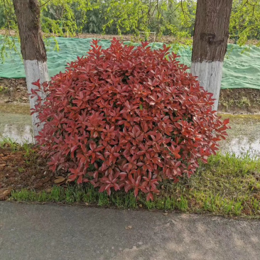 红叶石楠球