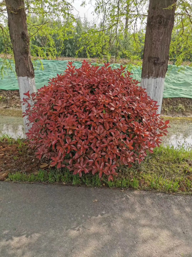 红叶石楠球