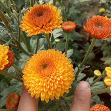 菊花苗茶菊乒乓菊夏菊苗花茶现货秒发