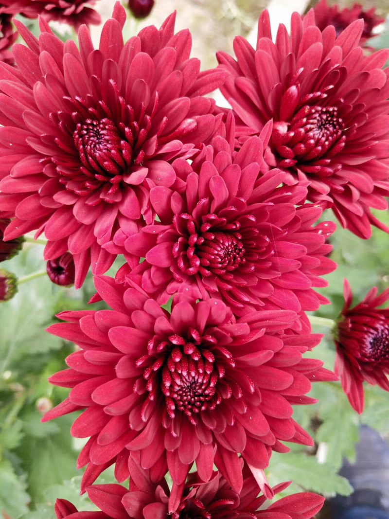 菊花苗茶菊乒乓菊夏菊苗花茶现货秒发