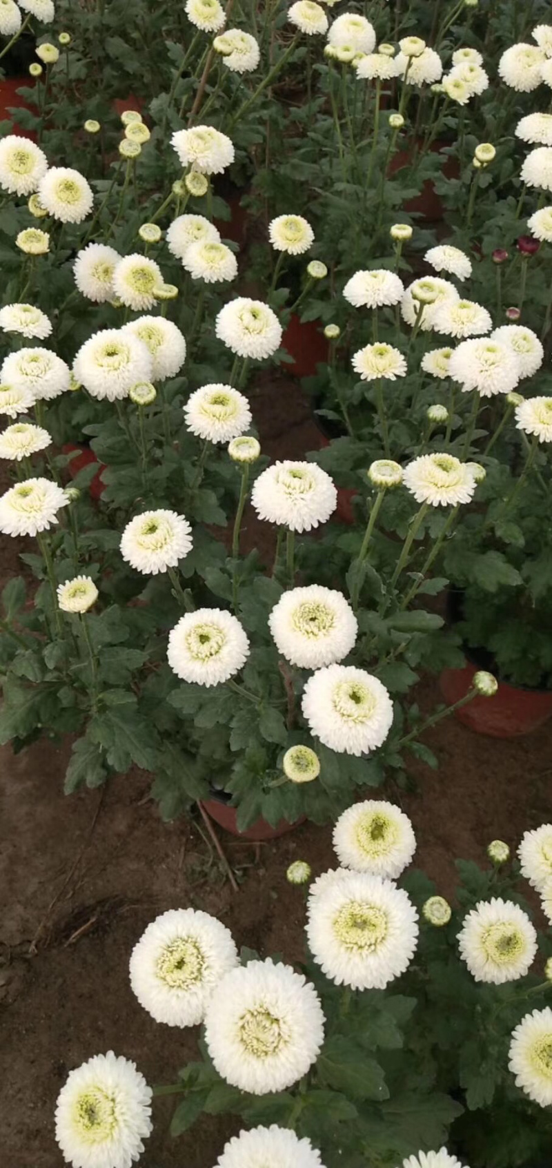 各类菊花苗接受预定，有切花，有盆栽有花茶