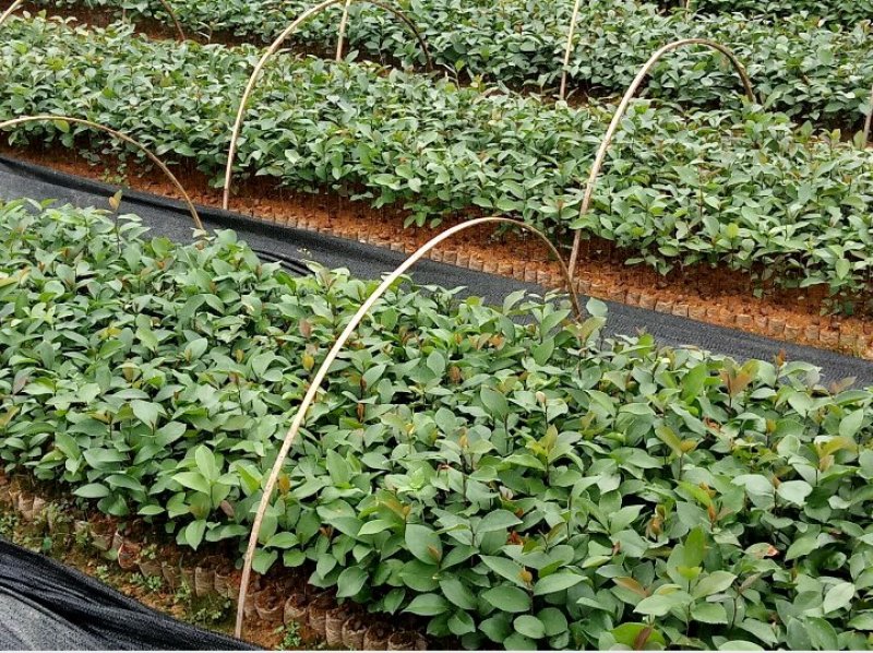 广西柳州融安，油茶苗有保证高产