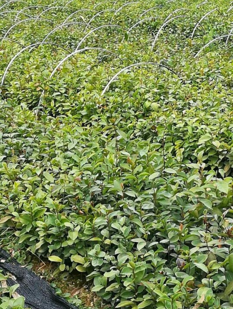 广西柳州融安，油茶苗有保证高产