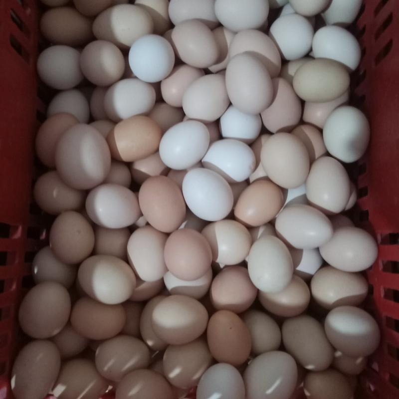 供应竹林散养土鸡蛋