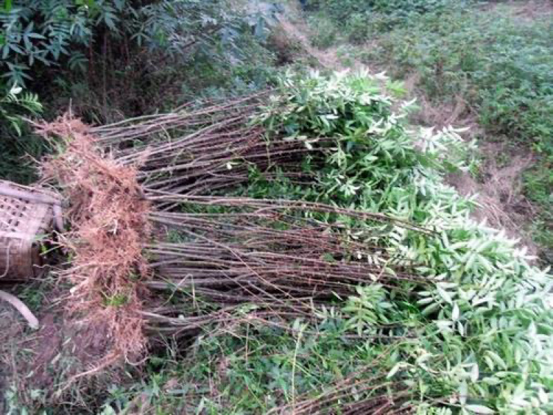 花椒苗树大红袍花椒树小苗无刺花椒四川藤椒盆栽地栽