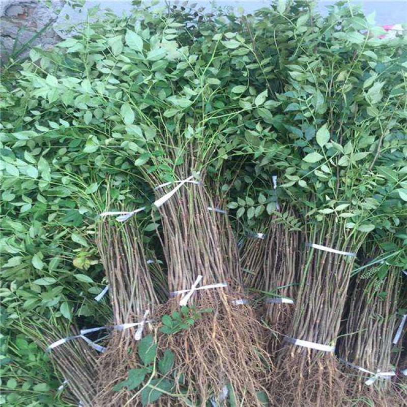 花椒苗树大红袍花椒树小苗无刺花椒四川藤椒盆栽地栽