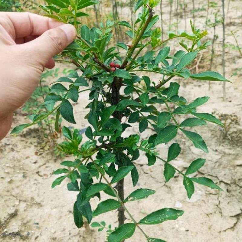 花椒苗树大红袍花椒树小苗无刺花椒四川藤椒盆栽地栽