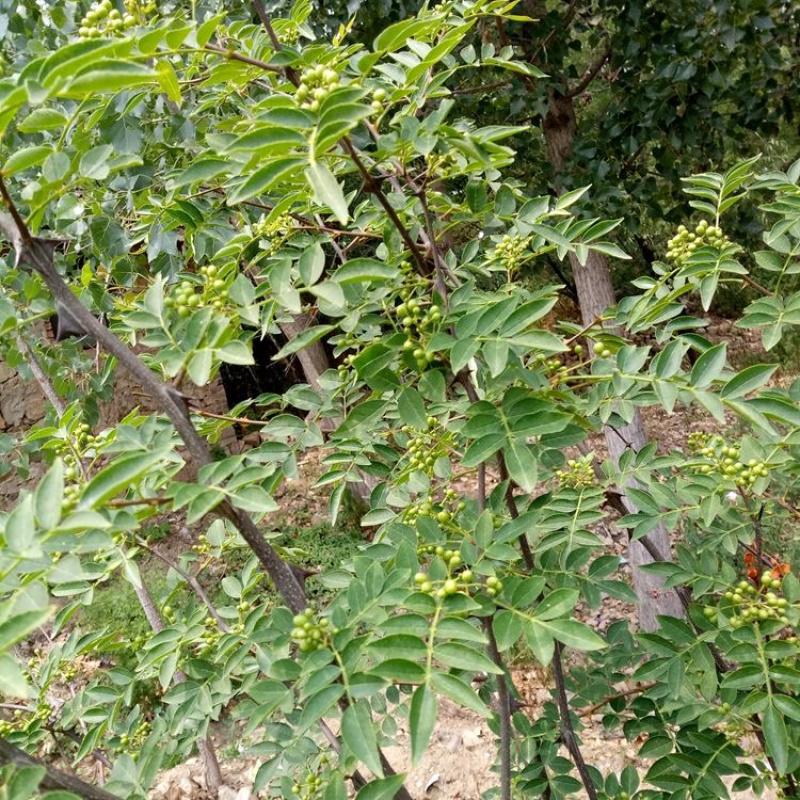 花椒苗树大红袍花椒树小苗无刺花椒四川藤椒盆栽地栽