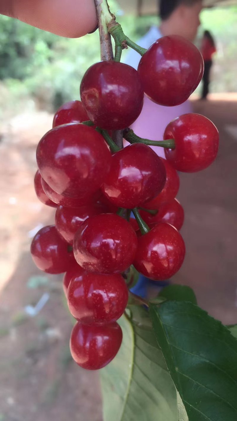 云南楚雄州永仁县维的乡落水洞菱鲜客甜樱桃
