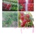 云南楚雄州永仁县维的乡落水洞菱鲜客甜樱桃