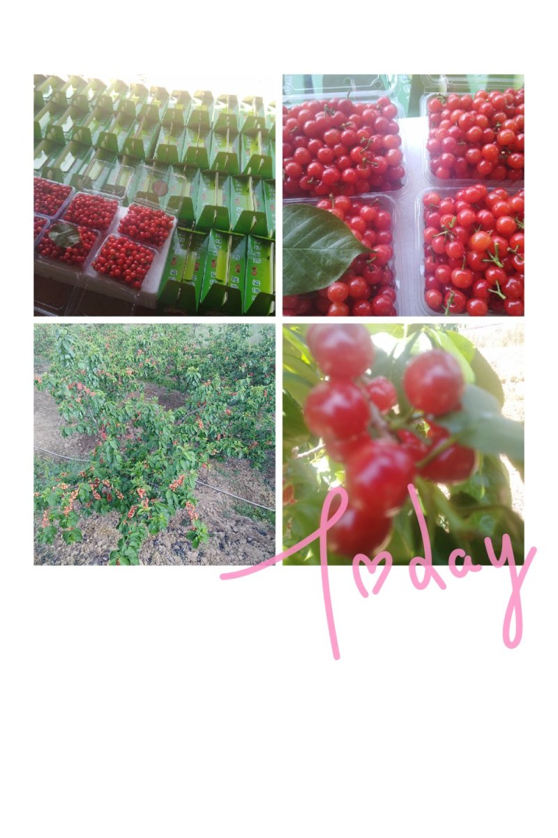 云南楚雄州永仁县维的乡落水洞菱鲜客甜樱桃