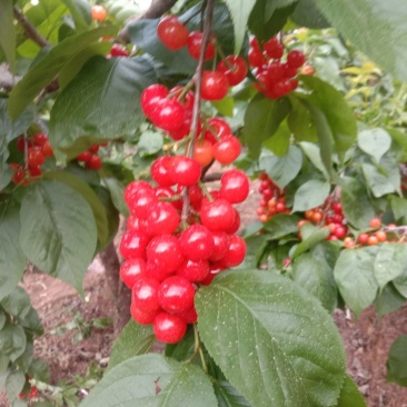 云南楚雄州永仁县维的乡落水洞菱鲜客甜樱桃