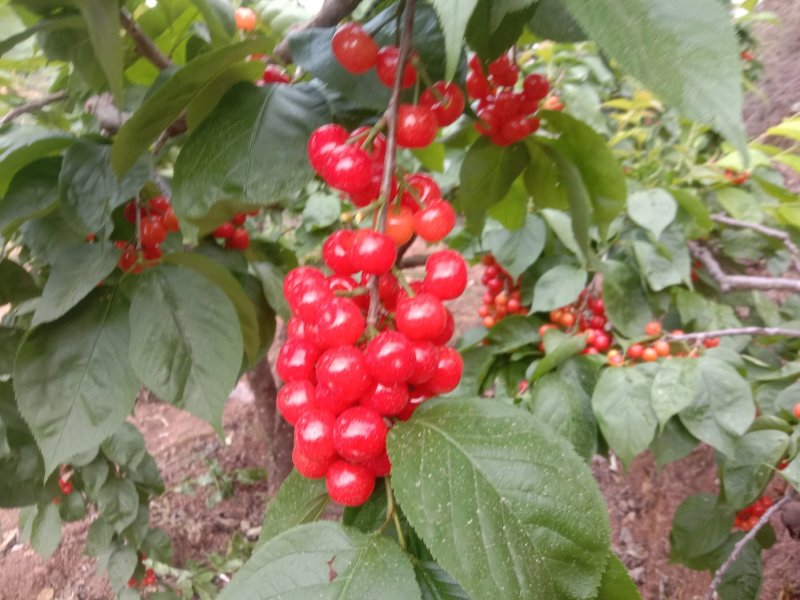 云南楚雄州永仁县维的乡落水洞菱鲜客甜樱桃