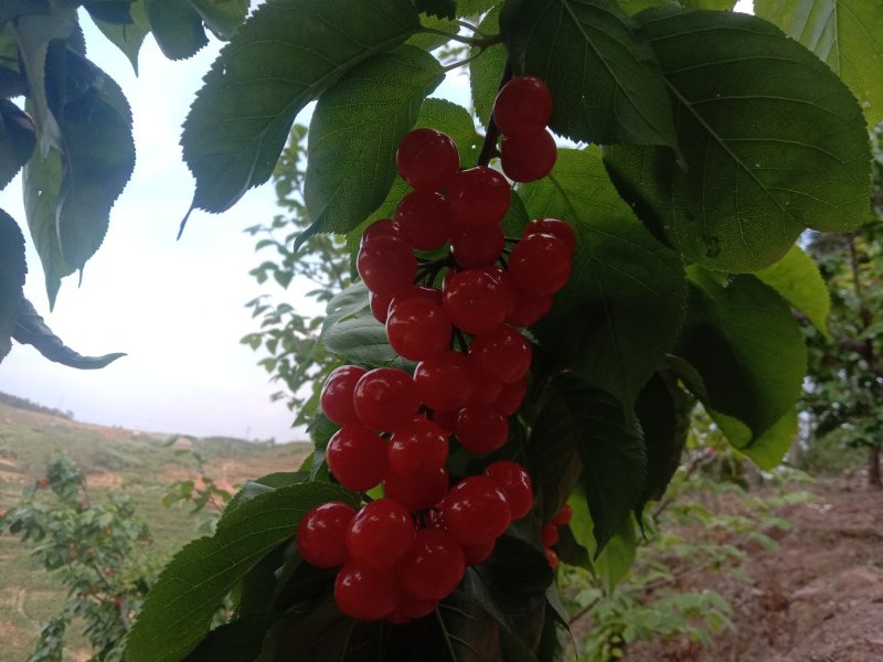 云南楚雄州永仁县维的乡落水洞菱鲜客甜樱桃
