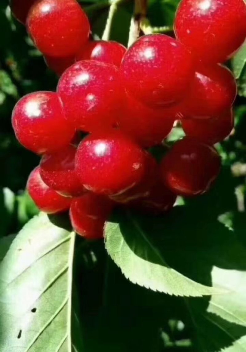 云南楚雄州永仁县维的乡落水洞菱鲜客甜樱桃