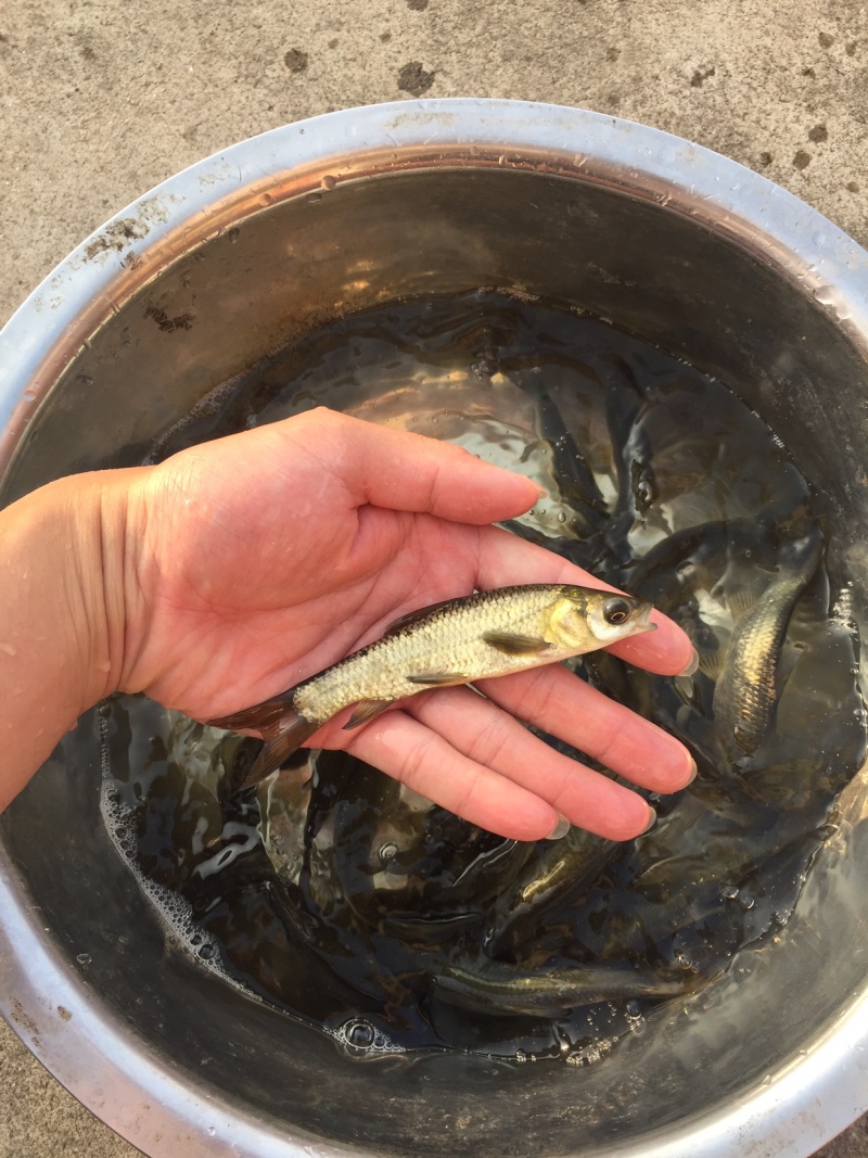 青鱼苗黑鲩鱼各种规格