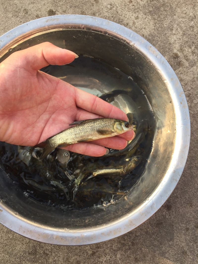 青鱼苗黑鲩鱼各种规格