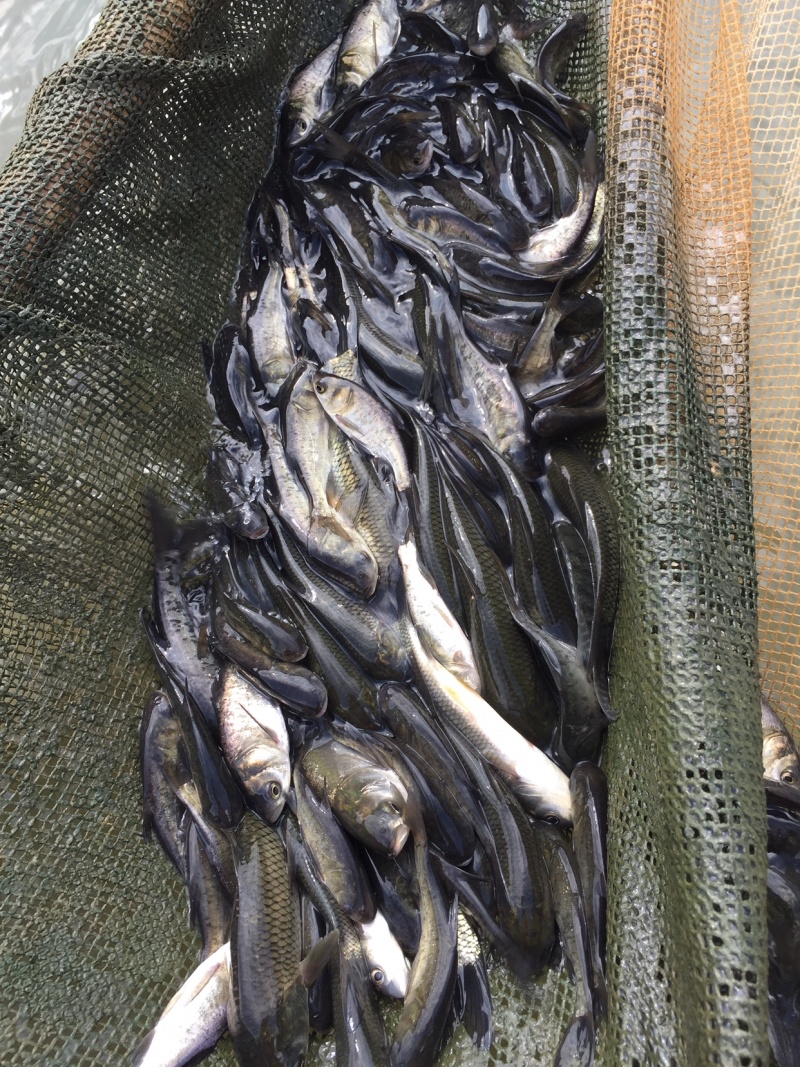 青鱼苗黑鲩鱼各种规格
