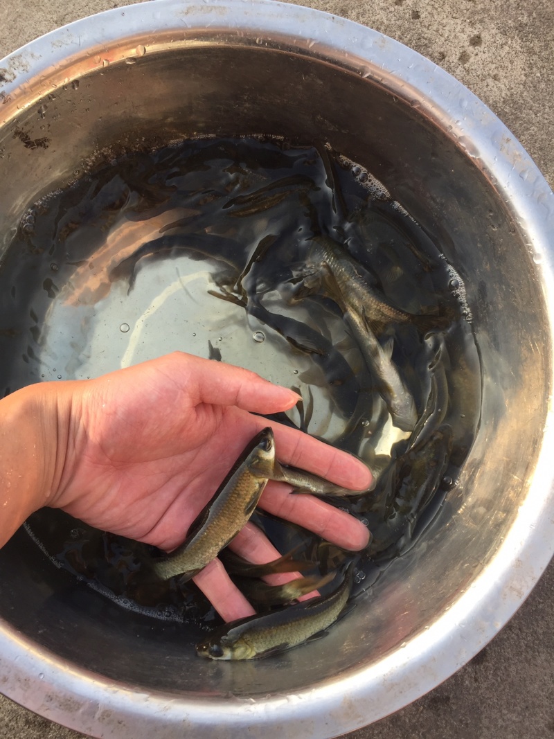 青鱼苗黑鲩鱼各种规格