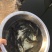 青鱼苗黑鲩鱼各种规格