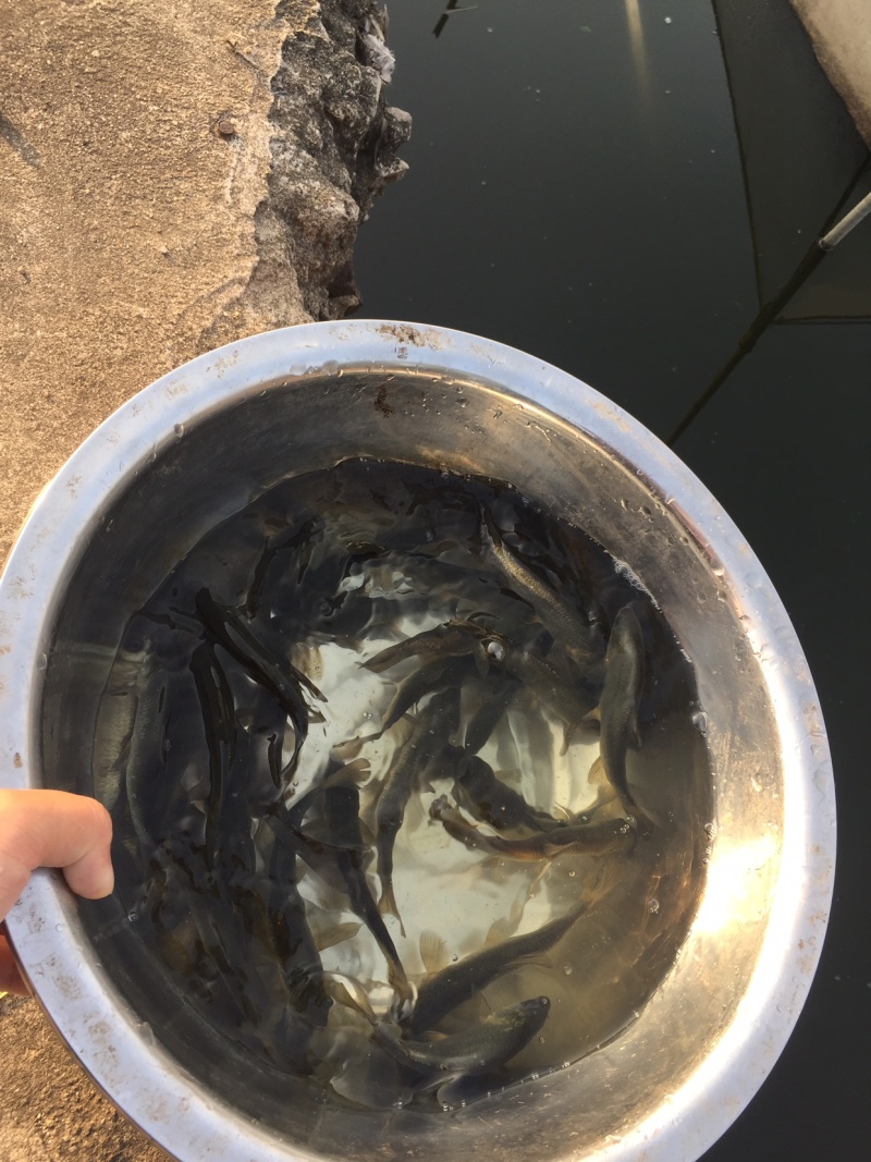青鱼苗黑鲩鱼各种规格