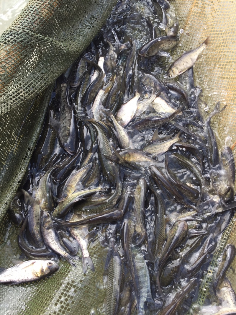 青鱼苗黑鲩鱼各种规格