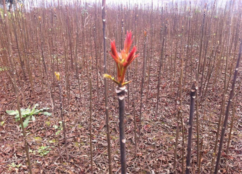 红油香椿苗树南方北方种植香椿树苗食用红芽香椿芽盆栽地栽