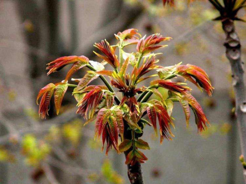 红油香椿苗树南方北方种植香椿树苗食用红芽香椿芽盆栽地栽