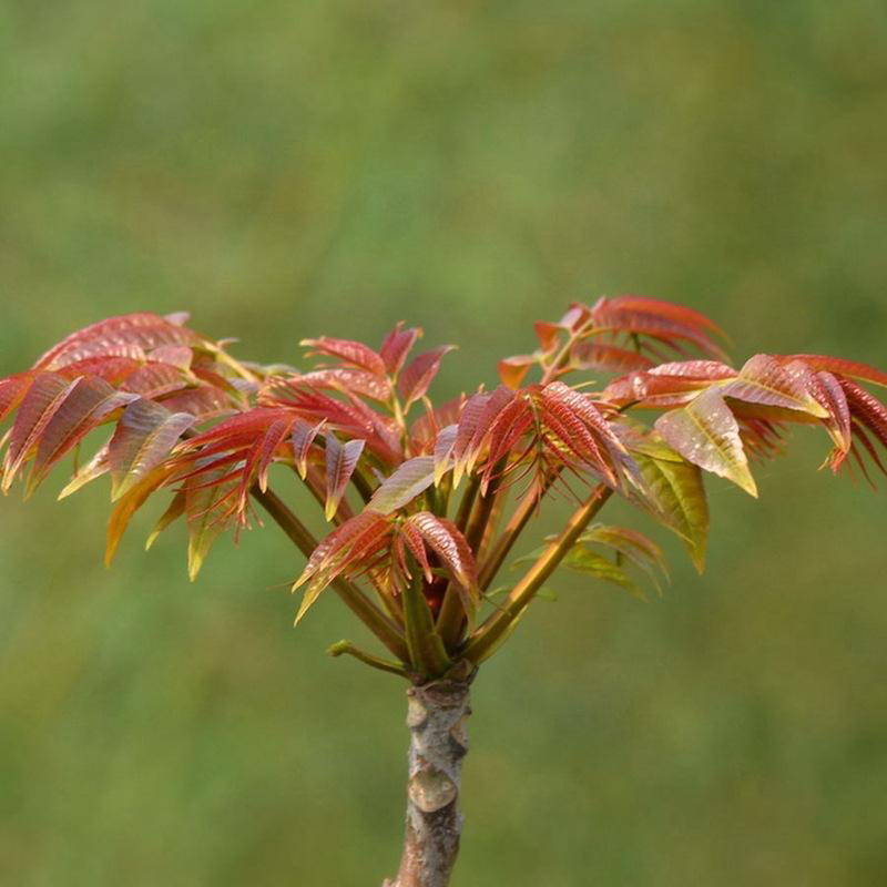 红油香椿苗树南方北方种植香椿树苗食用红芽香椿芽盆栽地栽