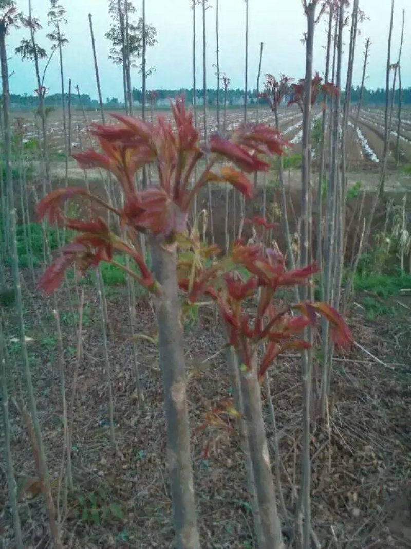 红油香椿苗树南方北方种植香椿树苗食用红芽香椿芽盆栽地栽