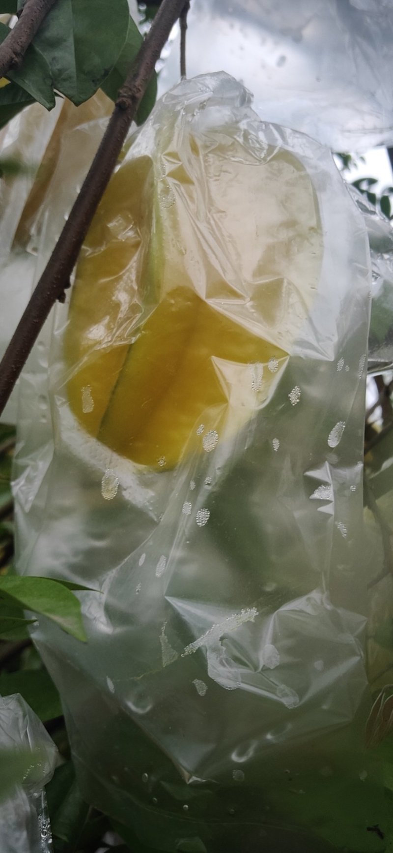 漳州小果甜杨桃现摘孕妇水果现大量供应