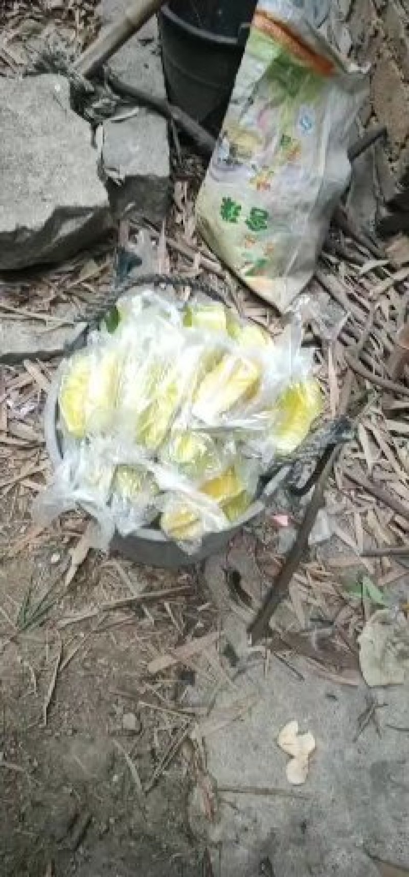 漳州小果甜杨桃现摘孕妇水果现大量供应