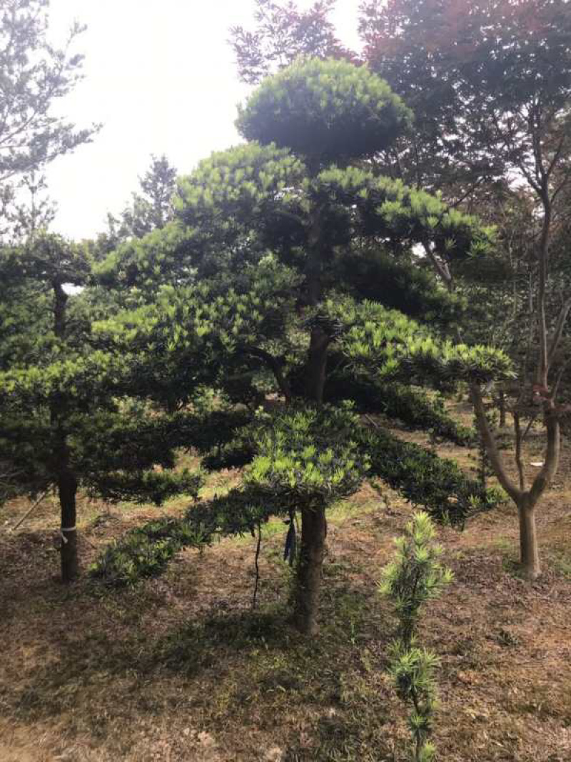 精品罗汉松，造型罗汉松，临水罗汉松，罗汉松基地