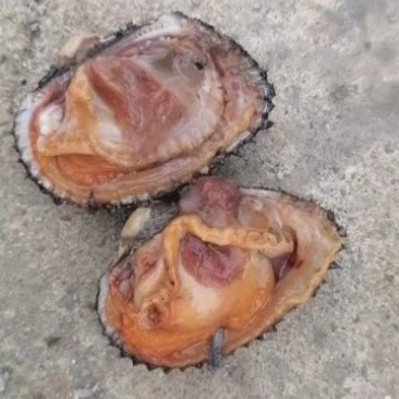 北海本地红螺大量有货