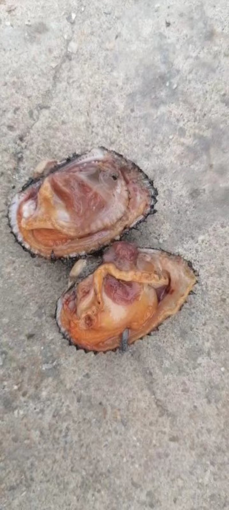 北海本地红螺大量有货