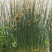 永信水生植物水葱基地直销，无中间商，包成活后期不活免费补