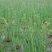 永信水生植物水葱基地直销，无中间商，包成活后期不活免费补